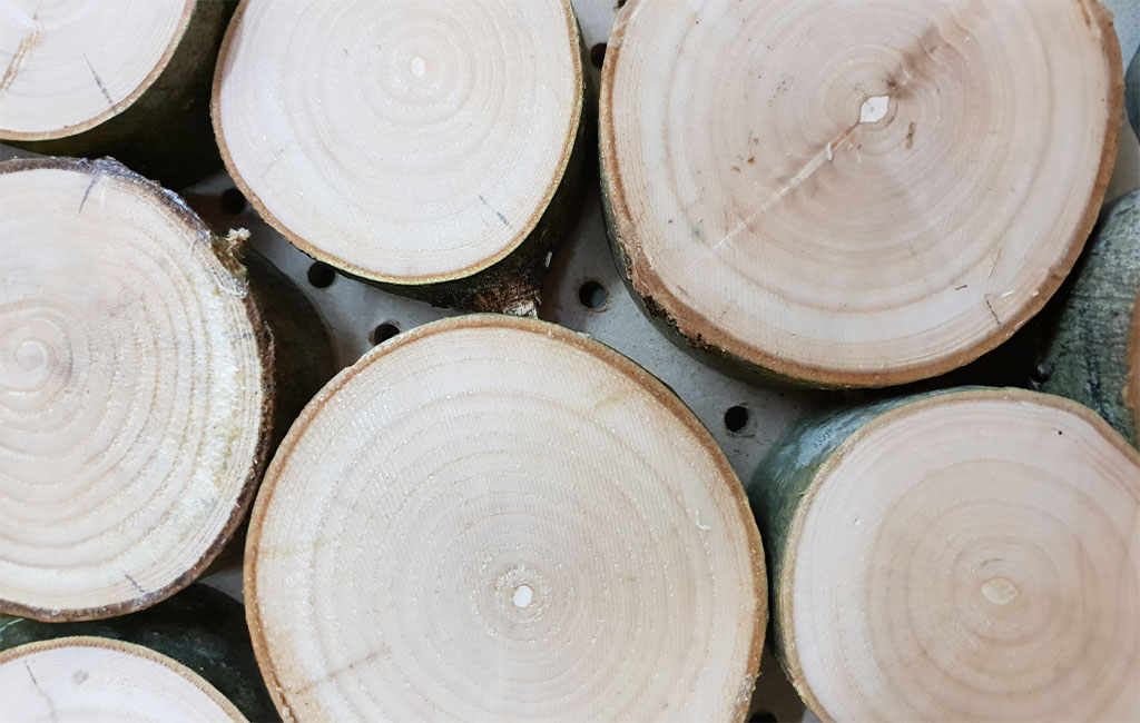 Close-up of several neatly cut wooden discs with visible tree rings on a perforated base.