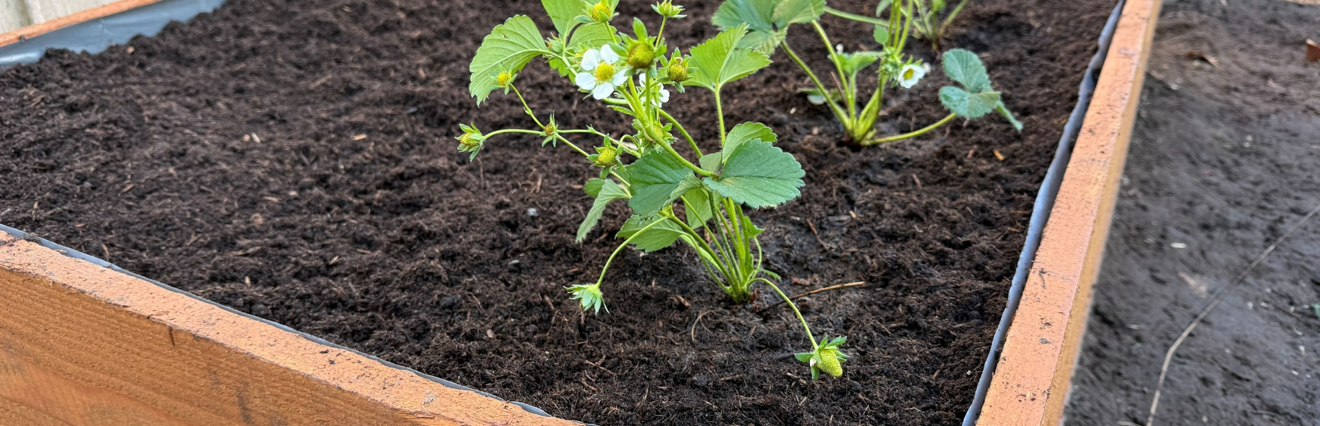 Nahaufnahme einer blühenden Erdbeerpflanze in der dunklen Erde eines mit grauer Folie ausgekleideten Hochbeets.