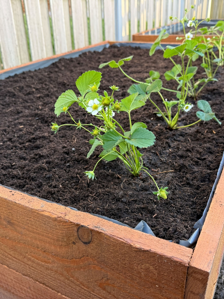 Nahaufnahme einer blühenden Erdbeerpflanze in der dunklen Erde eines mit grauer Folie ausgekleideten Hochbeets.