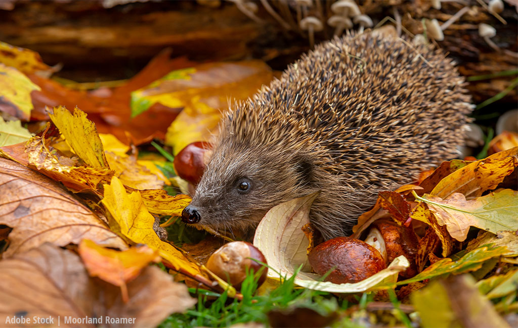 Ein Igel sitzt zwischen buntem Herbstlaub und Kastanien auf dem Boden.