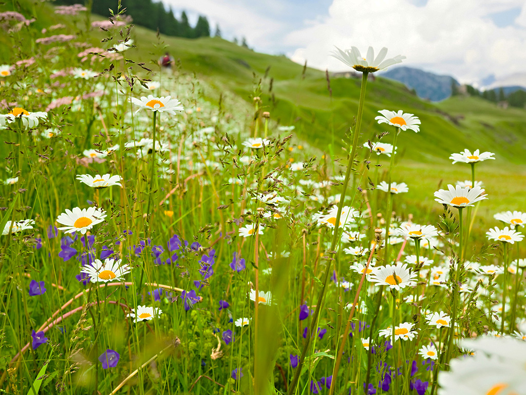flower meadow with white flowers