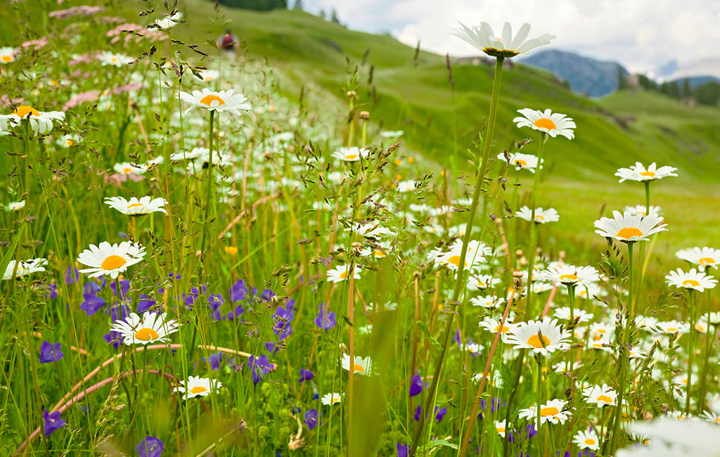 Picture of a flower meadow with a beautiful landscape in the background.