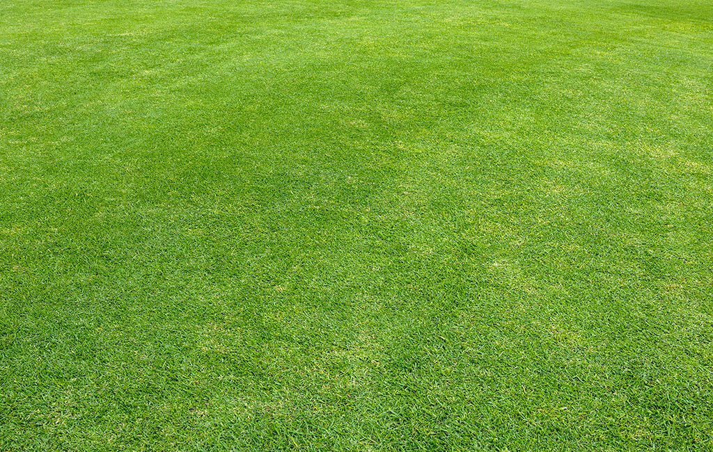 Picture of a freshly mowed lawn