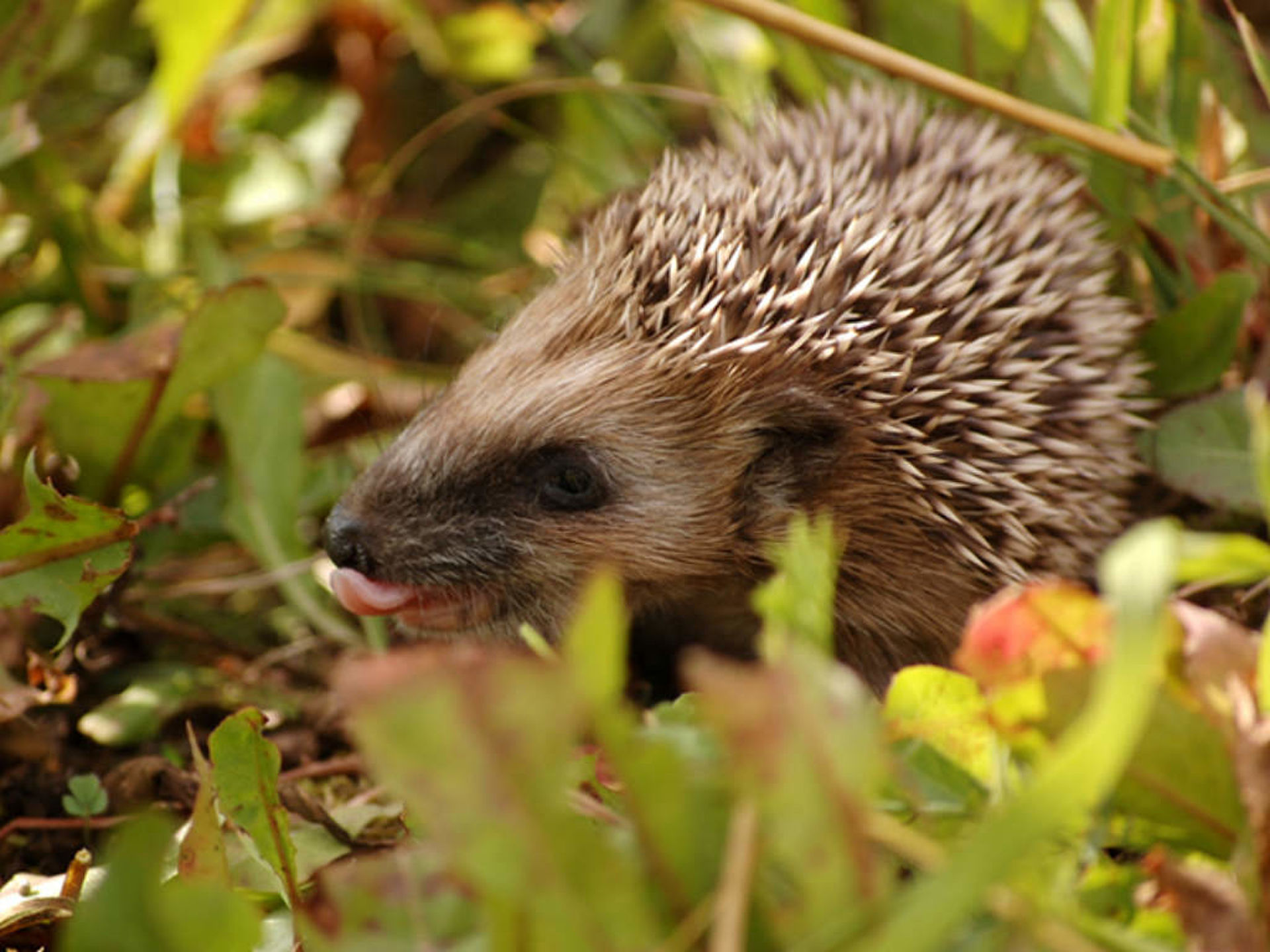 Ein Igel Ein Igel sitzt im Laub