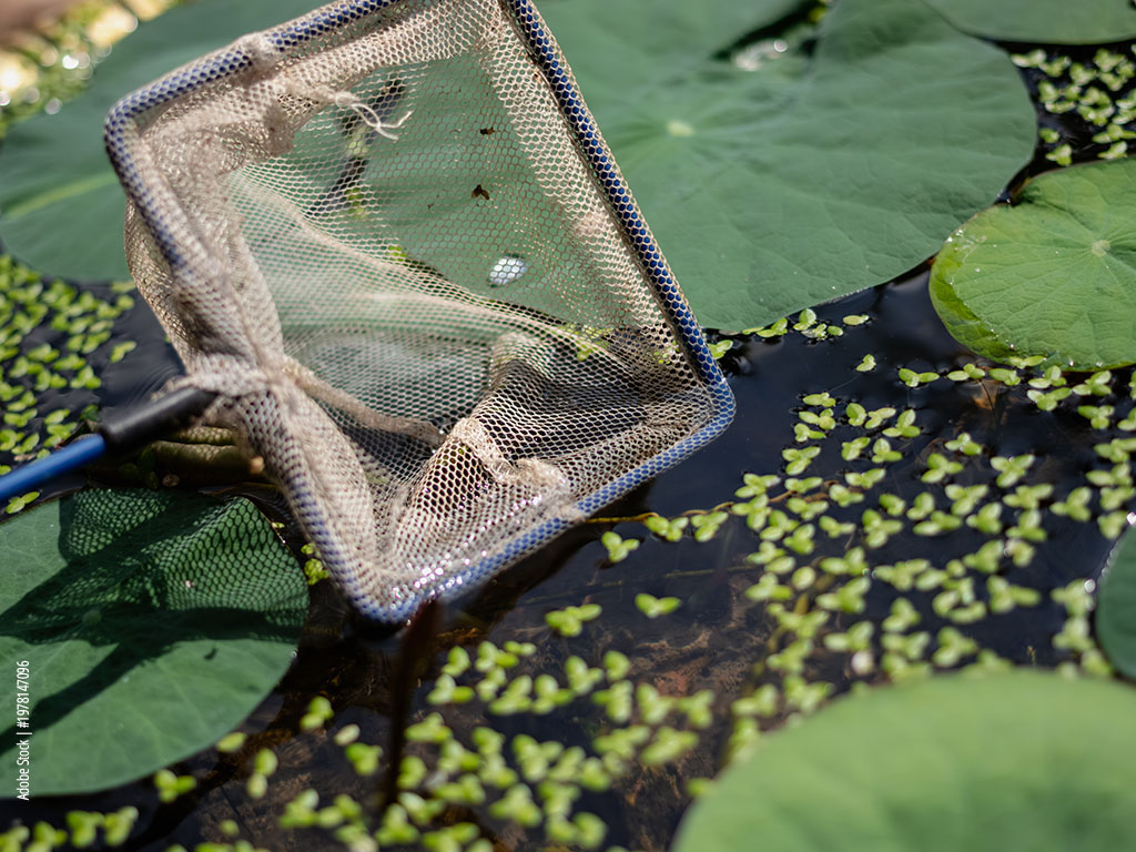 Kescher entfernt Blätter und Wasserlinsen zwischen Seerosen im Gartenteich.