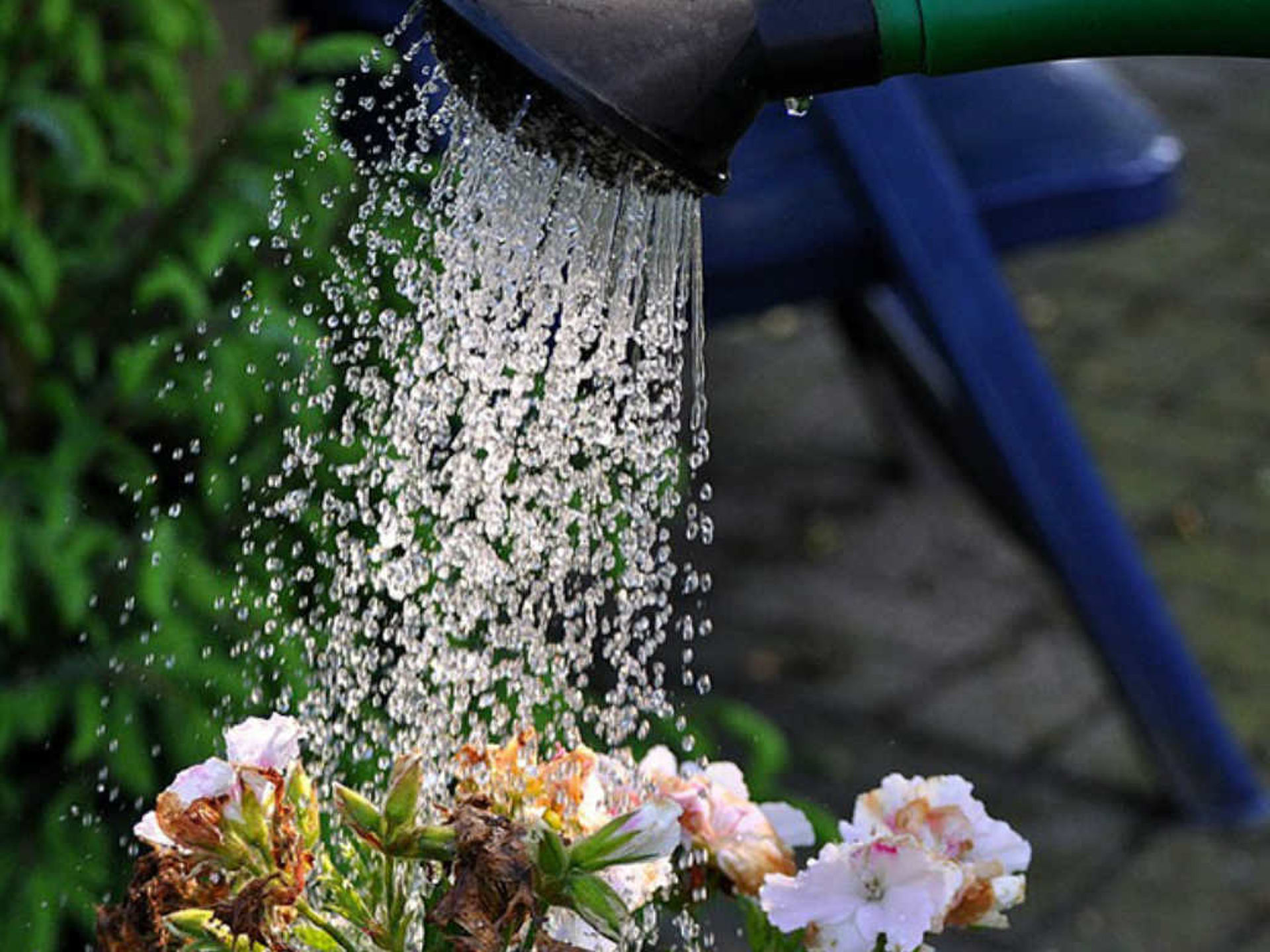 Eine Gießkanne mit der rosa Blumen gegossen werden. 