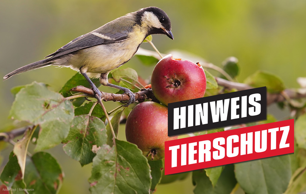 Ein Vogel sitzt auf einem Apfelbaum. Text im Vordergrund: "Hinweis - Tierschutz"