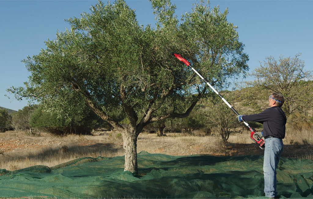 A man uses the Einhell cordless olive and fruit tree shaker GE-FS 18/53 Li to shake olives from a tree. The tree stands on a green net.