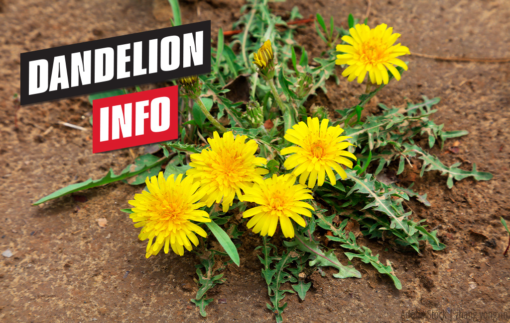 Yellow dandelion growing from the ground. Text in the foreground: Dandelion - Info