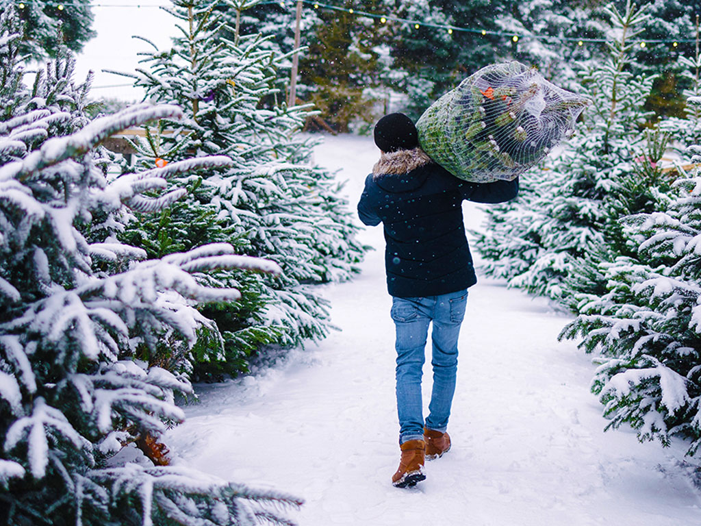 A man carries a Christmas tree on his shoulders in a snowy forest